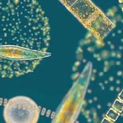 AIMPLAS - MULTIPLY: 10 algae-based products for 5 key sectors