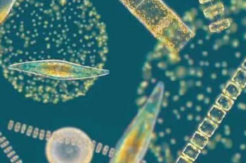 AIMPLAS - MULTIPLY: 10 algae-based products for 5 key sectors